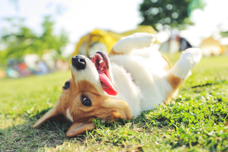 כמה באמת עולה פנסיון לכלבים ואיך לבחור נכון?
